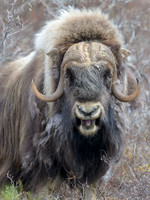 Muskox