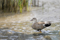Gadwall