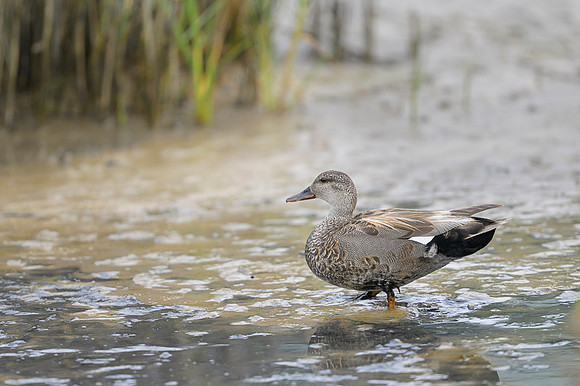 Gadwall