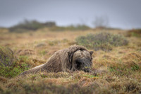 Muskox