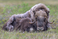 Muskox