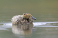 Gadwall