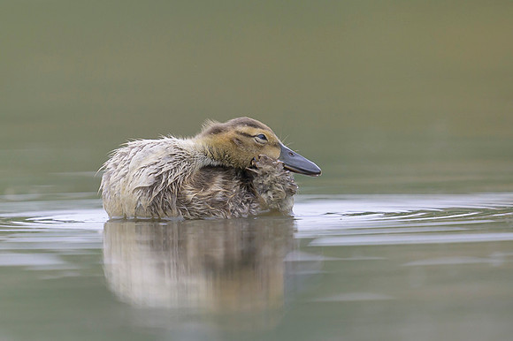 Gadwall