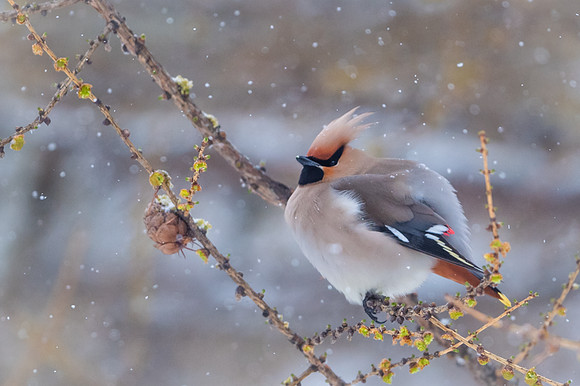Waxwing / Jemiołuszka