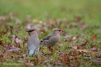 Waxwing / Jemiołuszka