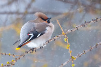Waxwing / Jemiołuszka
