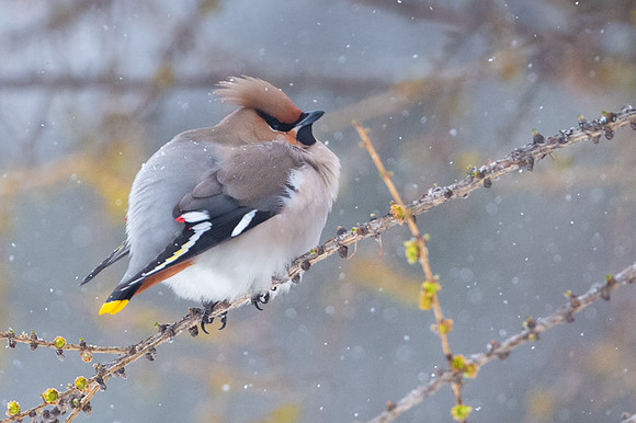 Waxwing / Jemiołuszka