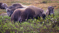 Muskox