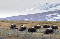 Muskox