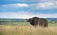 African Buffalo