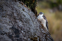 Variable Hawk