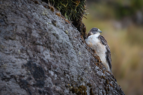 Variable Hawk