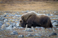 Muskox