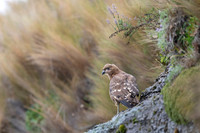 Variable Hawk