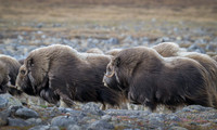 Muskox