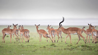 Impala Gazelle