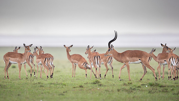 Impala Gazelle