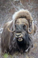 Muskox