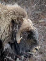 Muskox