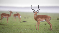 Impala Gazelle