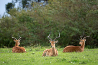 Impala Gazelle