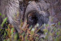 Muskox