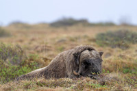 Muskox
