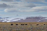 Muskox