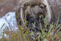 Muskox