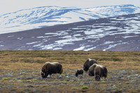 Muskox