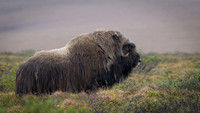 Muskox