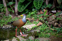 Russet-naped Wood-Rail