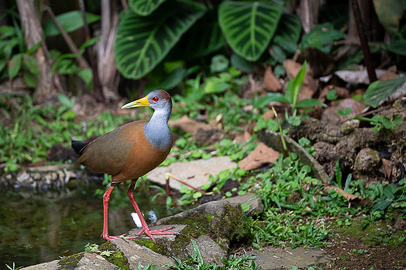 Russet-naped Wood-Rail