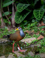 Russet-naped Wood-Rail
