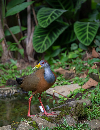 Russet-naped Wood-Rail