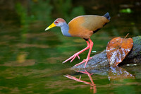 Russet-naped Wood-Rail