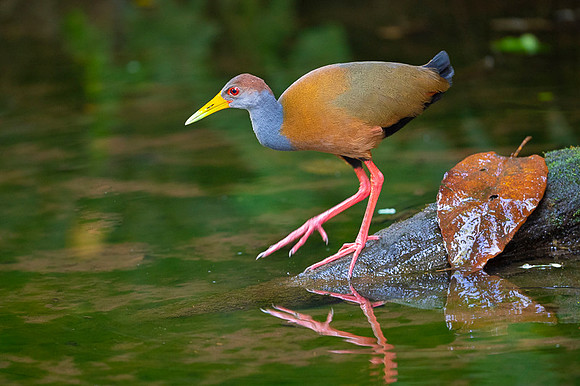 Russet-naped Wood-Rail