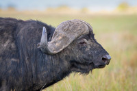 African Buffalo