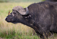 African Buffalo