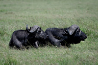African Buffalo