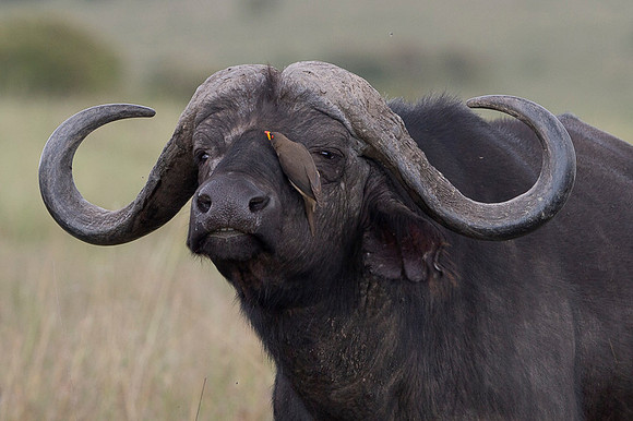 African Buffalo