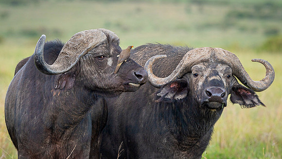 African Buffalo
