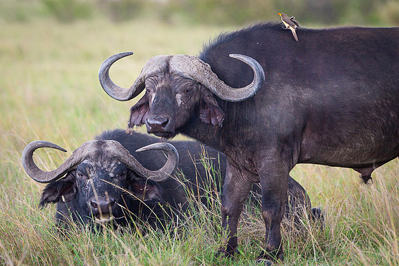 African Buffalo