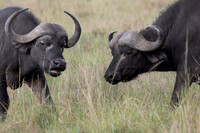 African Buffalo