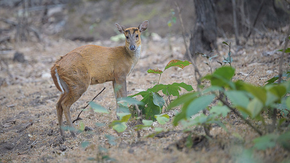 Barking deer