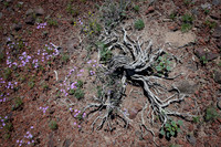 Death Valley