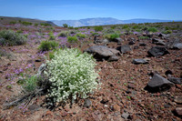Death Valley