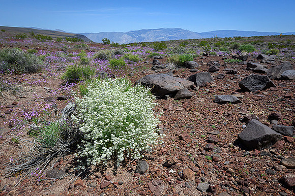 Death Valley