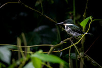 Green Kingfisher