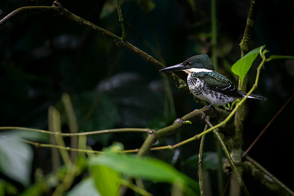 Green Kingfisher